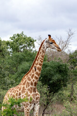 Obraz premium Giraffe standing tall in natural habitat. Wild african animal in savanna. Wildlife conservation and african safari tourism concept.