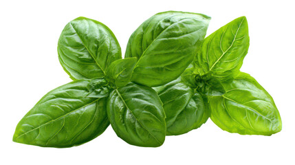 High resolution basil leaves with vibrant green color isolated on transparent background