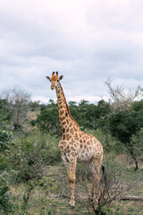 Giraffe standing tall in the african savannah habitat. Wildlife animal in natural environment. Safari adventure for ecotourism and conservation.