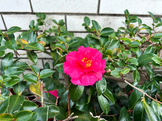 紅色のサザンカ