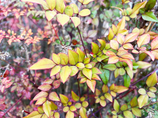 鮮やかなナンテンの木