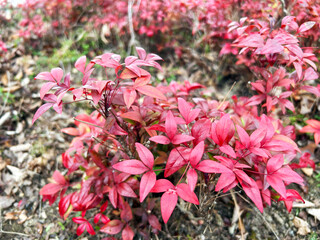 色鮮やかなオタフクナンテン