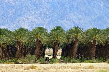 Plantation of palm trees, Israel