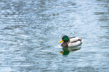 Winter magic in the Julian Alps. Lake Predile and the forests at its foot.