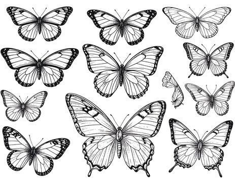 Sketchy butterflies, a collection of insects, depicted with intricate line work on a white background