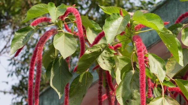 Acalypha hispida, also known chenille plant or red hot cat's tail 