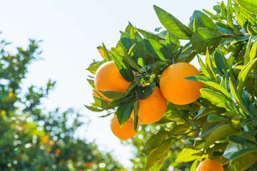 Ripe oranges hanging from a tree branch with sunlight filtering through the leaves.