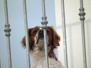 Spaniel Breton © Steve Fossiant