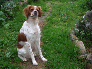 Spaniel Breton © Steve Fossiant