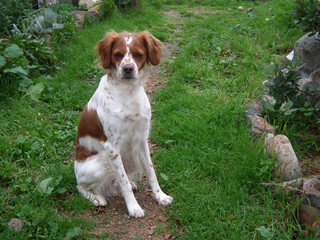 Spaniel Breton © Steve Fossiant