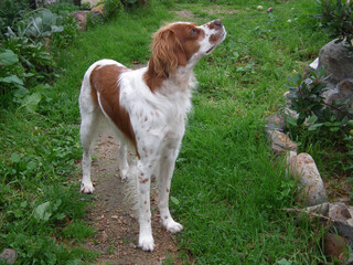 Spaniel Breton © Steve Fossiant