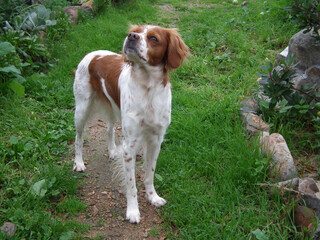 Spaniel Breton © Steve Fossiant