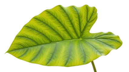 Isolated elephant ear plant leaf with veins; a healthy vibrant tropical flora specimen