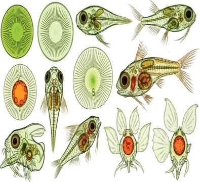 Detailed illustrations showcase transparent zebrafish embryos water fleas and various aquatic microorganisms under magnification high quality