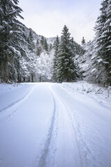 Winter magic in the Julian Alps. Lake Predile and the forests at its foot.