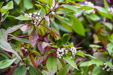 Obraz premium White dogwood with autumn leaves and white berries