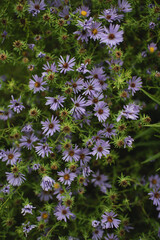 scaevola aemula in illinois (fan flower)