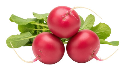Isolated bunch of fresh vibrant red radishes and green leaves are arranged and photographed