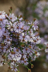 Purple calico aster flowers blooming in Illinois garden (Symphyotrichum lateriflorum)
