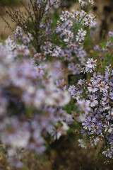Obraz premium Calico aster flowers blooming with pale purple and white petals (Symphyotrichum lateriflorum)