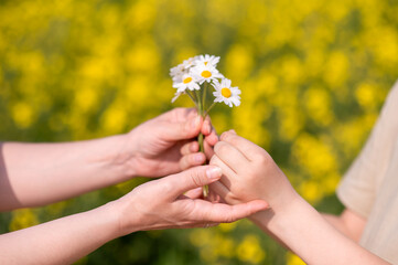 Two hands exchanging a small bouquet of daisies in a blooming summer field, symbolizing love, care, connection and tenderness, perfect for Mother's Day themes