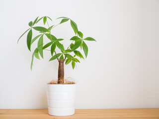 部屋に置かれたパキラの鉢植え