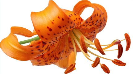 Vibrant orange spotted bloom showcases intricate floral anatomy against a clean background
