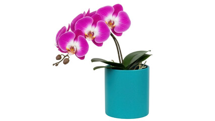 Isolated bright pink moth orchids bloom from blue planter, beauty and elegance indoors