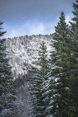 Winter magic in the Julian Alps. Lake Predile and the forests at its foot.