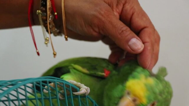 Gentle human hand strokes soft emerald feathers of an affectionate yellow-naped amazon parrot to highlight deep bond between owner and bird for pet therapy or animal companionship marketing