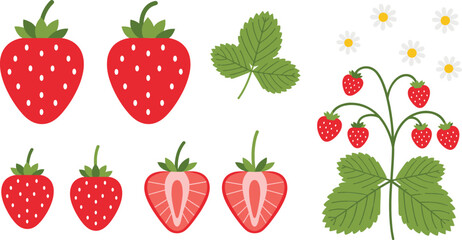 Strawberry plant and fruit vector set featuring whole and sliced berries, leaves, flowers, and growing stages for fresh food and botanical designs