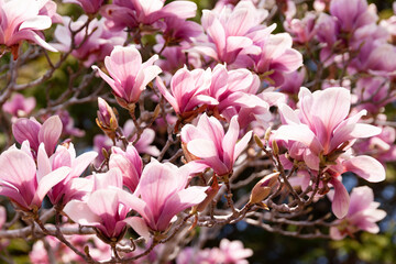 満開のモクレン