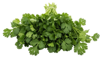 Isolated bunch of fresh green cilantro or coriander herb, a popular culinary ingredient