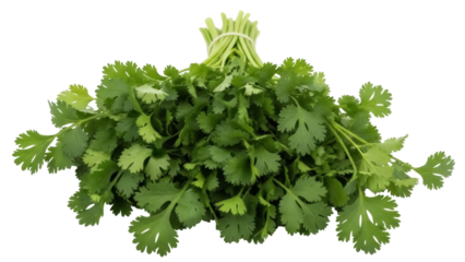 Isolated bunch of fresh green cilantro or coriander herb, a popular culinary ingredient