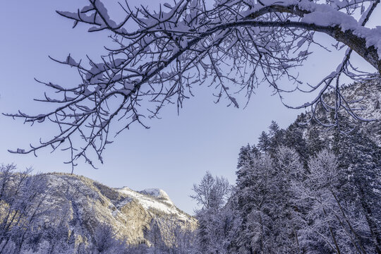 View of snow-laden tree branches reach across a clear blue sky, framing frosted mountains and a dense forest blanketed in winter's white embrace, California, United States.