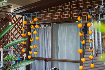 軒先の干し柿：日本の秋の風物詩であり先人の知恵が詰まった伝統的保存食の製造風景