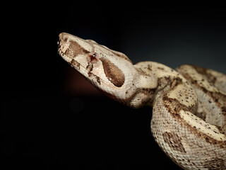 Fototapeta premium Boa constricteur – Boa constrictor, serpent non venimeux d’Amérique tropicale, en terrarium, portraits et détails