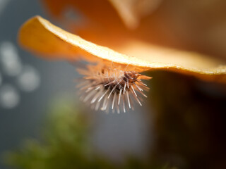 Chenille épineuse tropicale – Laureola sp., larve de papillon aux épines urticantes, macrophotographie en milieu contrôlé © Colombe Delons