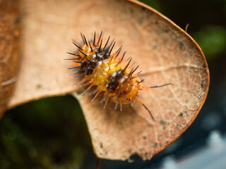 Chenille épineuse tropicale – Laureola sp., larve de papillon aux épines urticantes, macrophotographie en milieu contrôlé © Colombe Delons