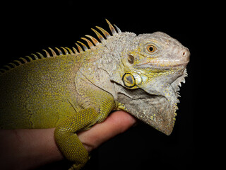 Obraz premium Iguane vert – Iguana iguana, grand lézard arboricole non venimeux d’Amérique tropicale, tenu en main en captivité