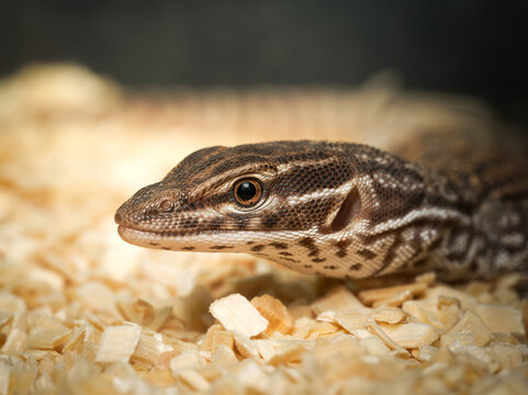 Varan &agrave; queue &eacute;pineuse &ndash; Varanus acanthurus, varan nain non venimeux d&rsquo;Australie, portrait en terrarium