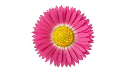 Isolated pink daisy bloom with a yellow center, perfect for floral themes and spring designs