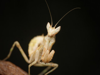 Mante fleur asiatique &ndash; Creobroter gemmatus, mante pr&eacute;datrice non venimeuse en posture et d&eacute;placement, macrophotographie