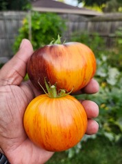 Heirloom in Hand &ndash; Harvesting Striped Orange and Purple Tomatoes Fresh from the Backyard Garden