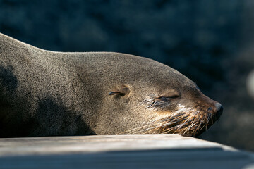 Seal napping with closed eyes, wildlife relaxation and the tranquility of nature