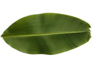Isolated green banana leaf is a tropical plant with a long central stem and parallel veins