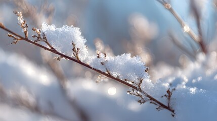 雪が積もった冬の木の枝