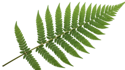 Isolated Fern Frond Green Leaves Foliage Plant Stem Leafy Close-Up Textured Detail Nature
