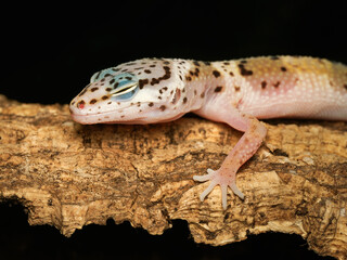 Obraz premium Gecko léopard – Eublepharis macularius, lézard nocturne non venimeux d’élevage en terrarium, portrait en gros plan