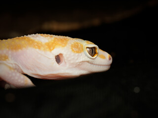 Gecko l&eacute;opard &ndash; Eublepharis macularius, l&eacute;zard nocturne non venimeux d&rsquo;&eacute;levage en terrarium, portrait en gros plan
